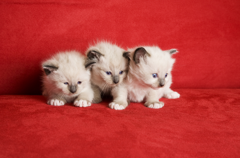 Snowshoe Siamese