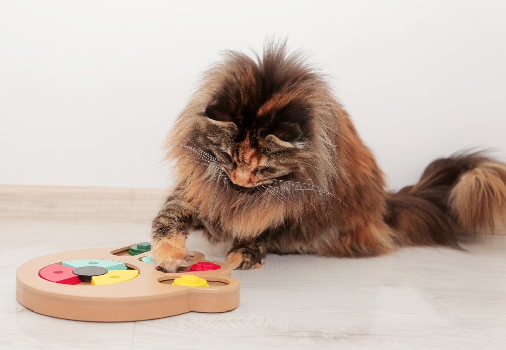 3 Vet-Approved Wet Food Puzzles for Cats (With Videos)