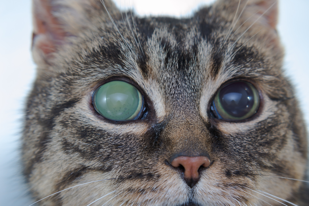Cat Glaucoma: Signs, Causes, Diagnosis, Care & FAQ (Vet Answer)