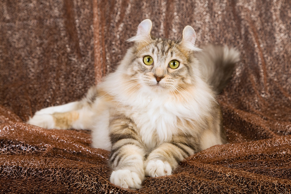American Curl Cat Breed: Info, Pictures, Traits & More — Catster