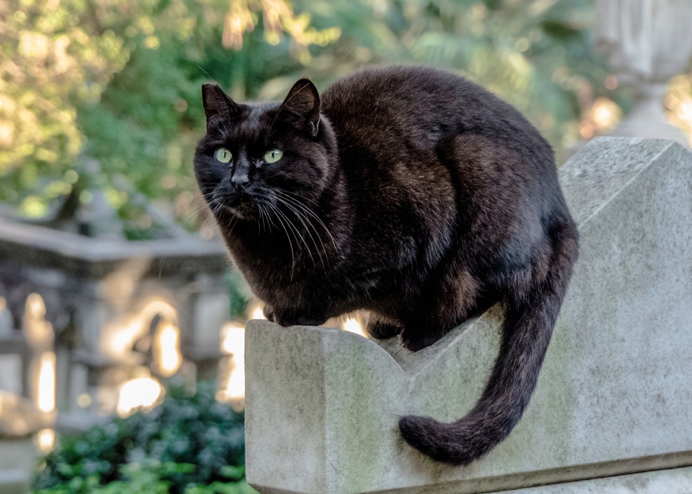 Black Cat Awareness Month: When Is It & How to Celebrate