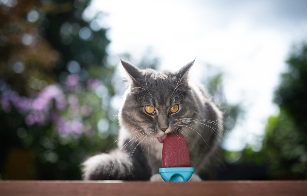 6 DIY Cat Popsicle Recipes (Vet-Approved)