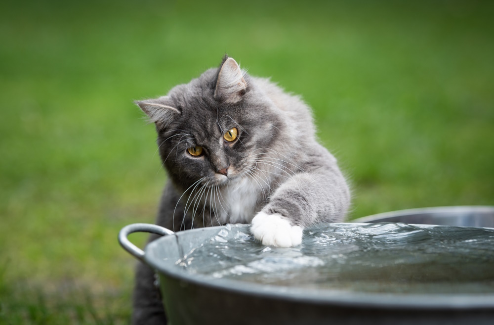 How to Cool Down a Cat: 9 Vet-Approved Tips