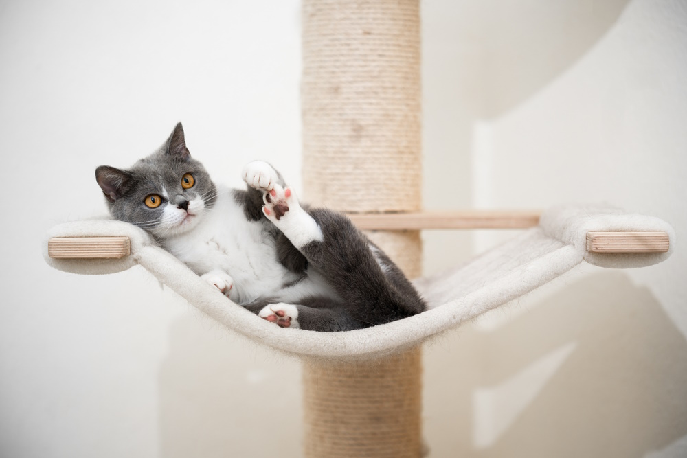 8 Best Cat Hammocks in 2026 - Reviews & Top Picks