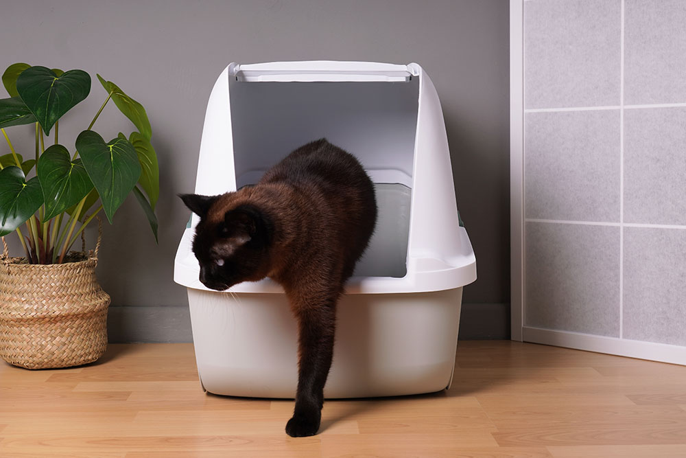 My Cat Is Suddenly Pooping a Lot: Our Vet Discusses What's Normal