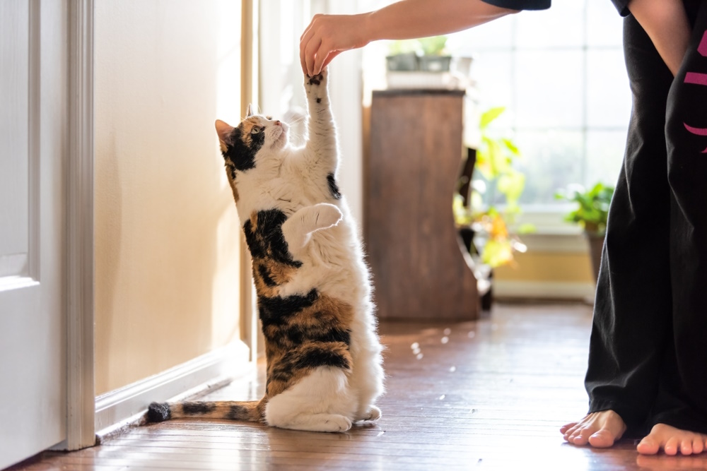 Why Is My Cat Standing on His Hind Legs? Possible Reasons & When To Be Concerned (Vet-Verified)