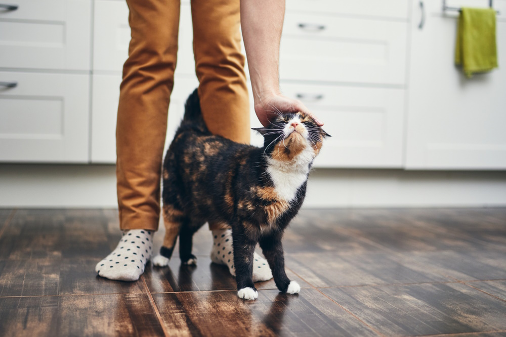 Why Does My Cat Act Like a Dog? Vet-Verified Behavior Explained