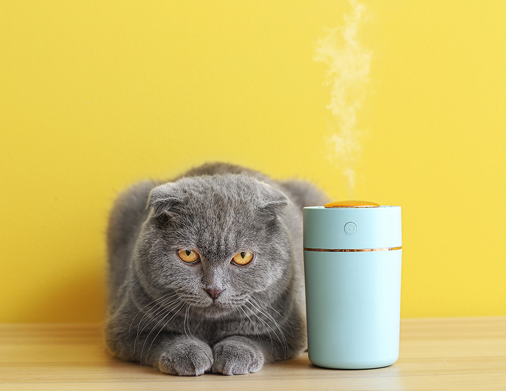 cat and a pheromone diffuser
