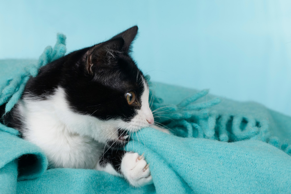 Pica in Cats: Vet-Verified Signs, Causes & Tips for Managing This Eating Disorder