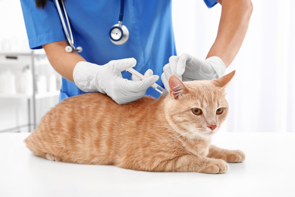 Solensia for Cats: Vet-Reviewed Uses & Effectiveness