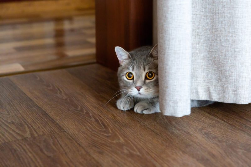 Will a Cat Get Stressed Out if It Can’t Hide Anywhere? Vet-Approved Facts & FAQ