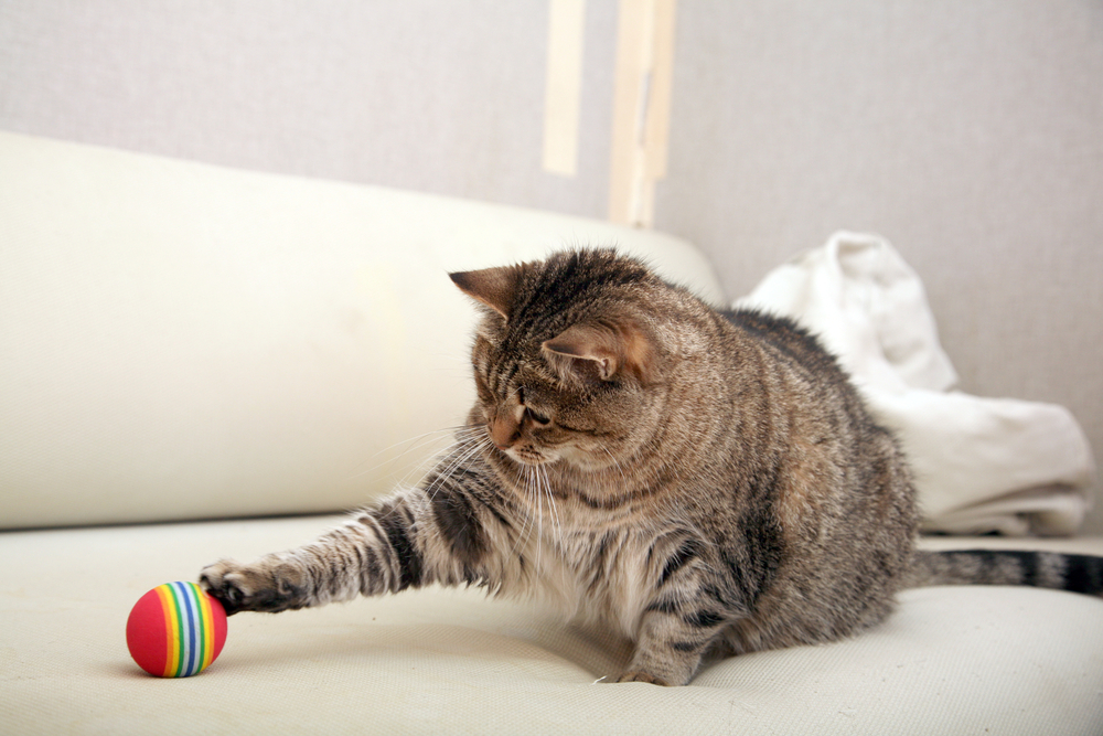 How to Make My Cat More Active: 10 Vet-Approved Exercises & Tips