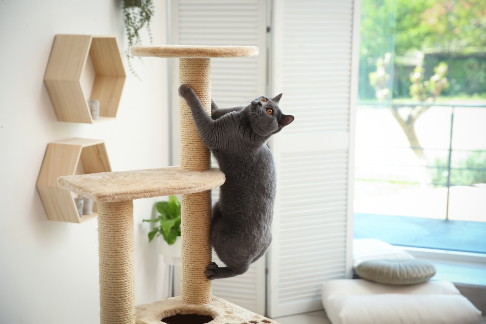 10 Ways to Give Your Cat Vertical Space (With Pictures)