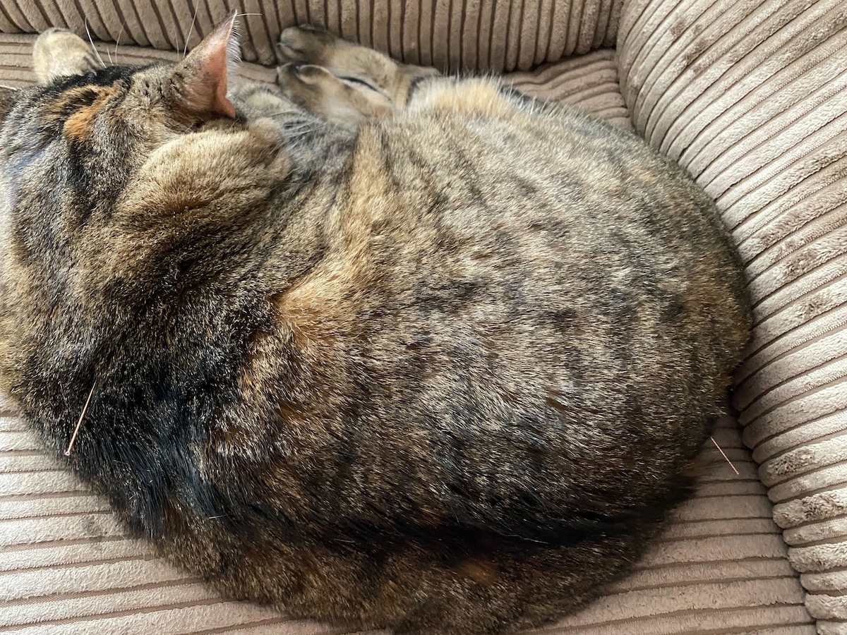 Feline Fine: Acupuncture in Cats, Part Two