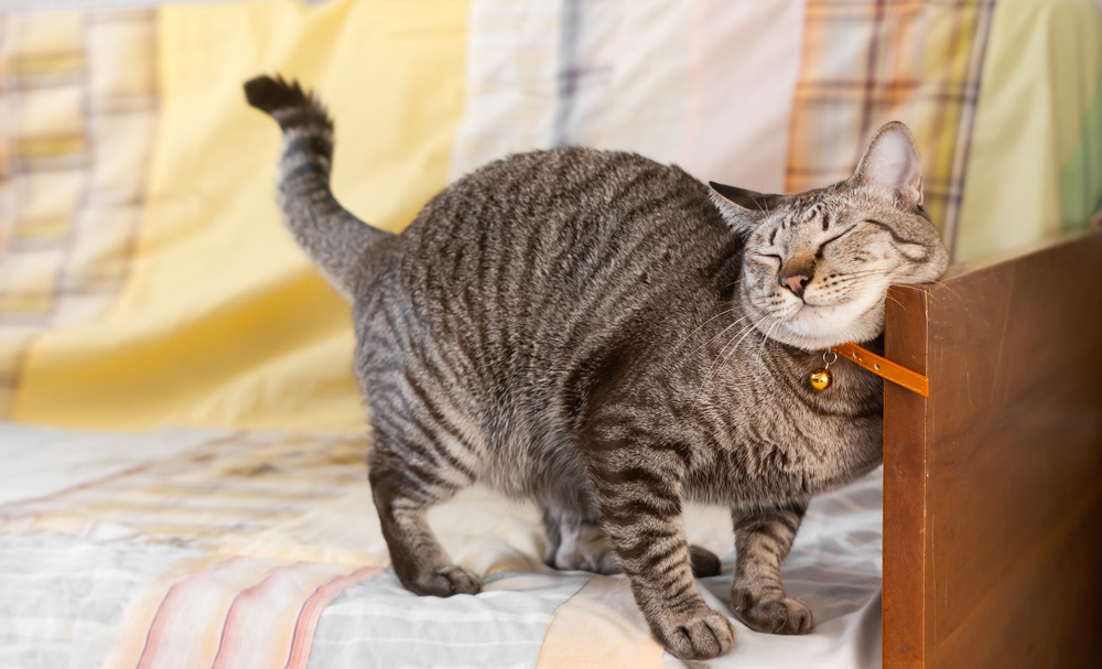 Why Does My Cat Rub Against Things? 6 Vet-Reviewed Reasons