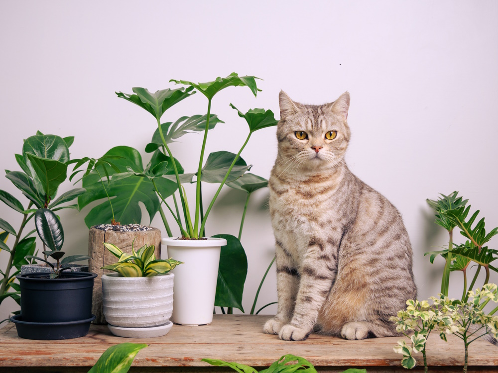 15 Plants to Add to Your Cat-Friendly Garden (Vet Answer)