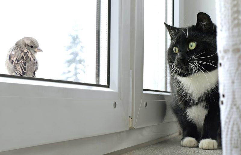 cat watching bird on the window