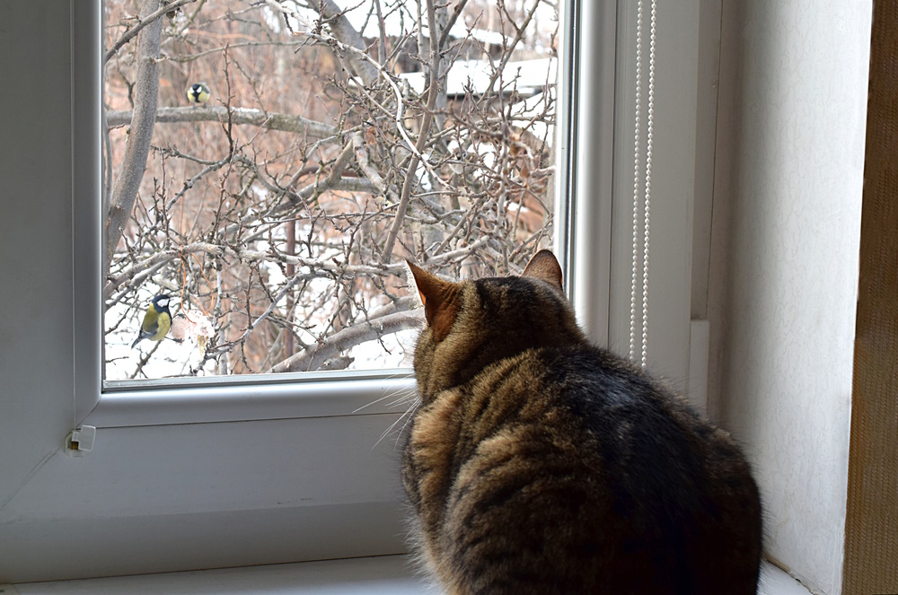 Bird Watching for Cats: Environmental Enrichment for Indoor Cats (Vet-Reviewed)