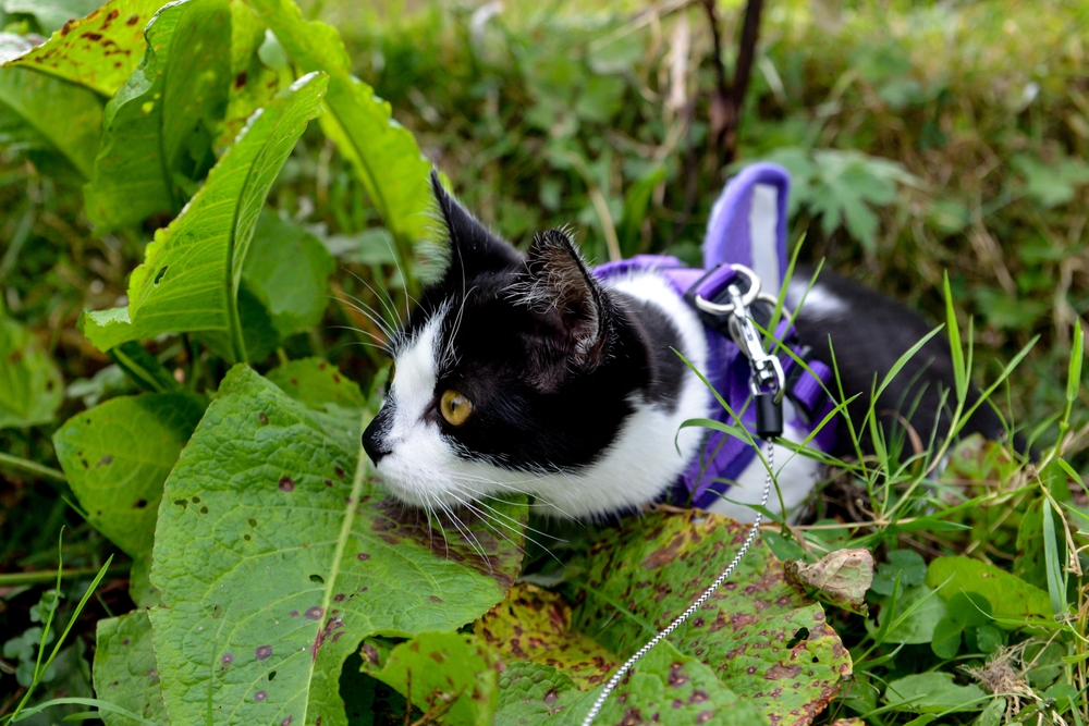 Purple Leash Project: What It Is & Why It Is So Important