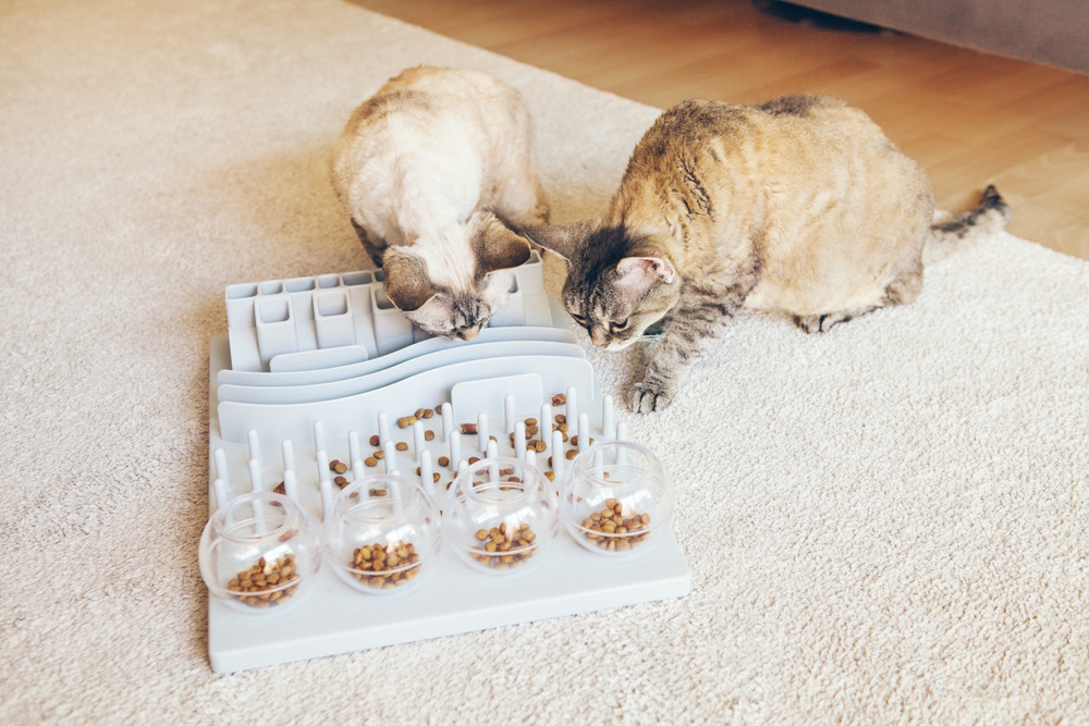 Puzzle Feeders for Cats: Introduction Tips, Types & FAQ (Vet-Verified)