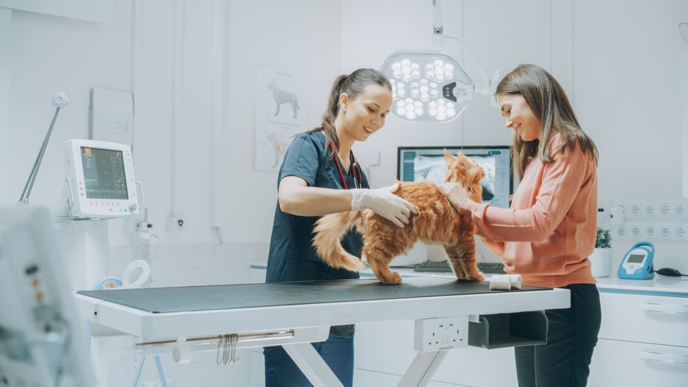 Senior Cat Wellness Checks & Care (Vet Reviewed)