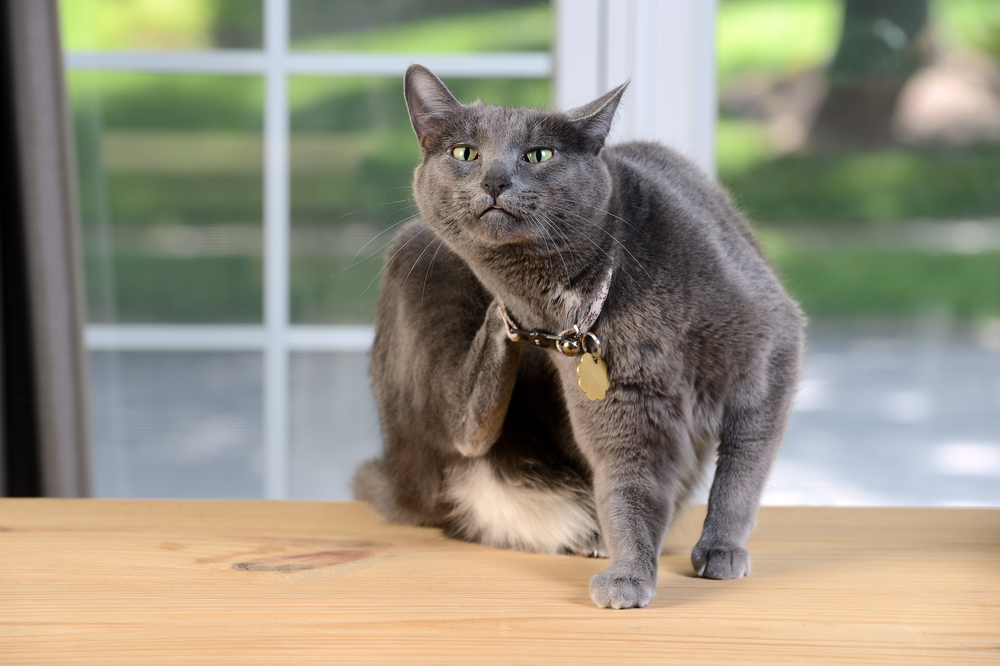Can My Cat Take My Dog's Flea or Worm Medicine? (Vet Answer)