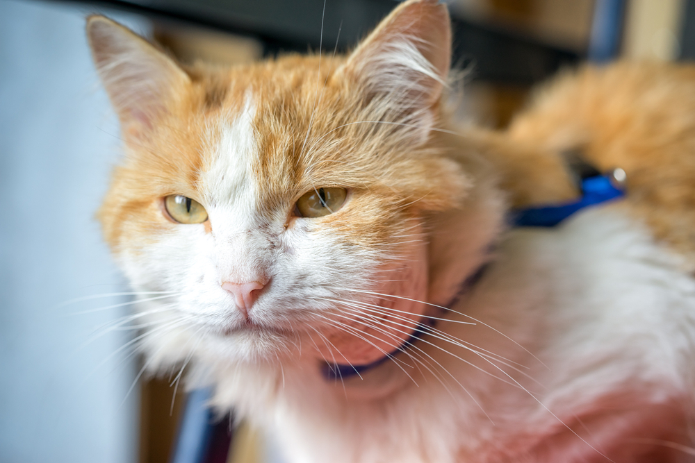 Could My Cat's Swollen Face Be Cancer? Tumors, Cysts, & Lumps Explained (Vet Answer)