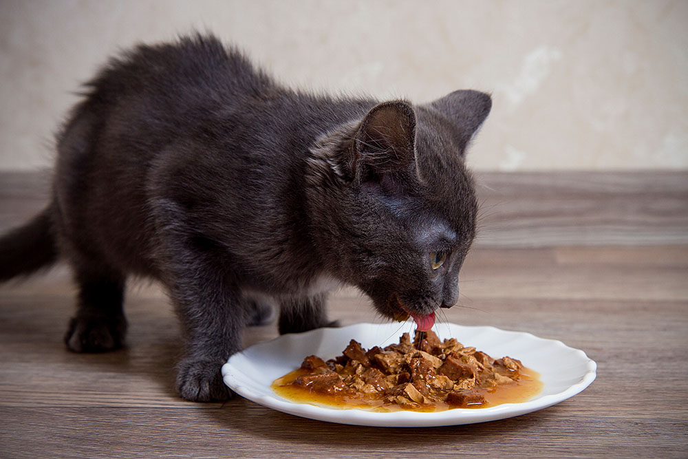 3 Homemade Cat Gravy Recipes: Vet Approved Healthy Options