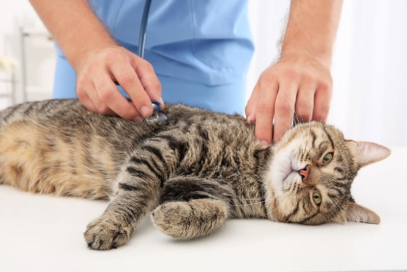How Long Can a Cat Live With Hypertrophic Cardiomyopathy? (Vet Answer)