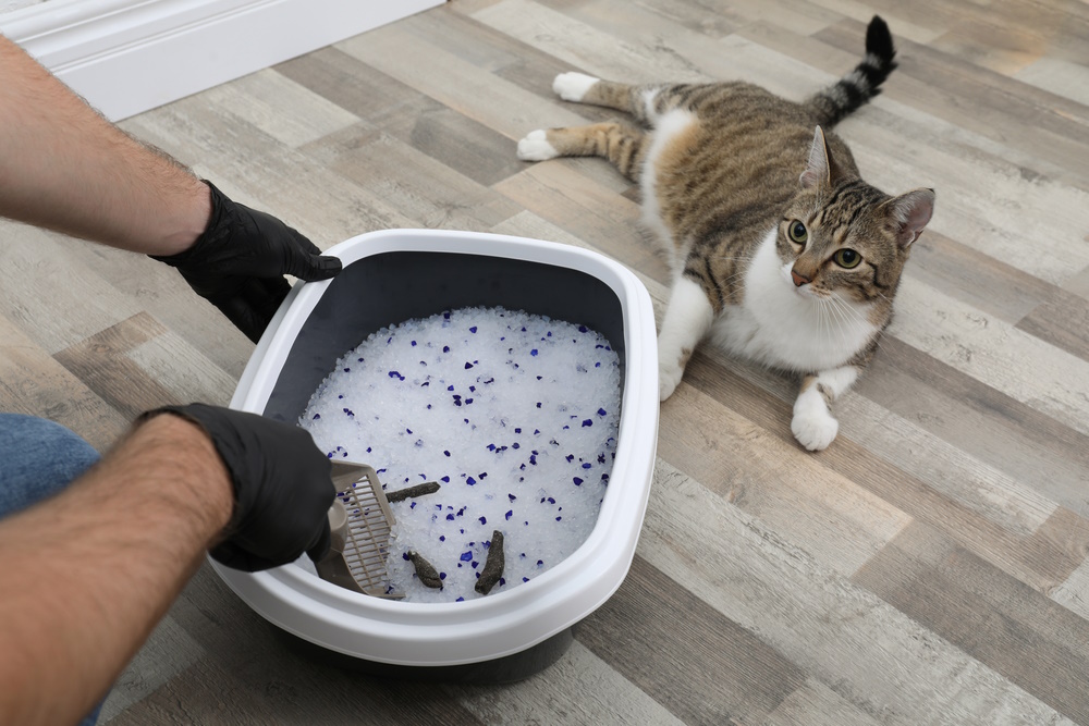 How Often Should I Change Cat Litter? 5 Things to Consider (Vet-Reviewed)
