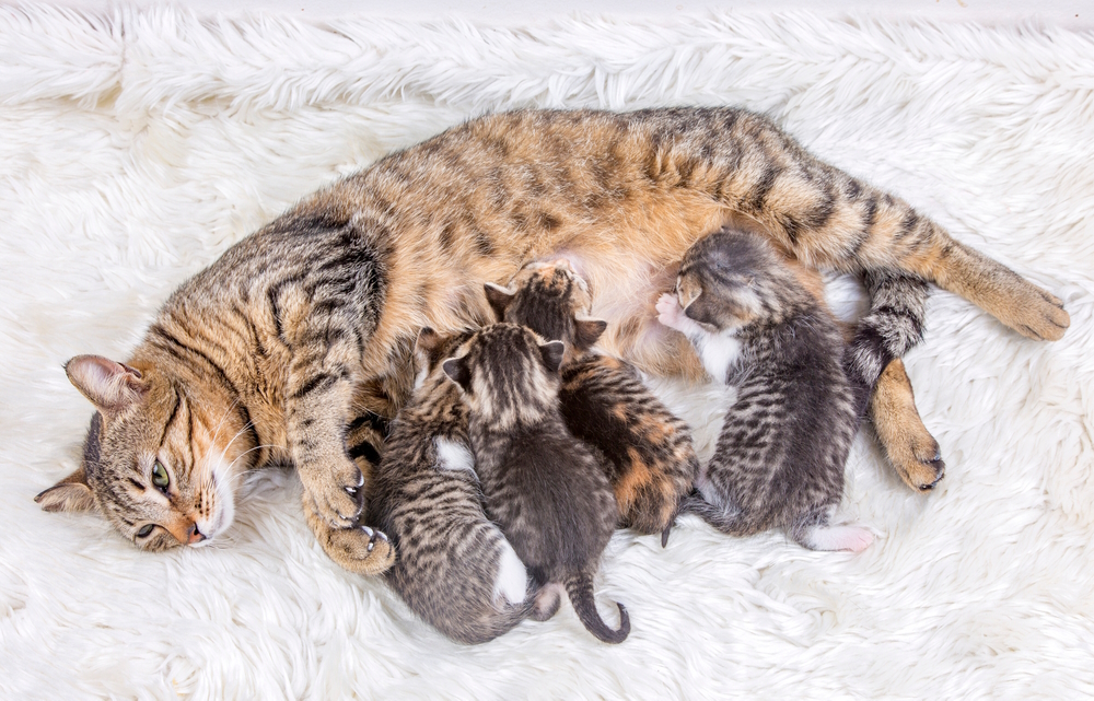 How Many Kittens Can a Cat Have? Vet Verified Facts & FAQ