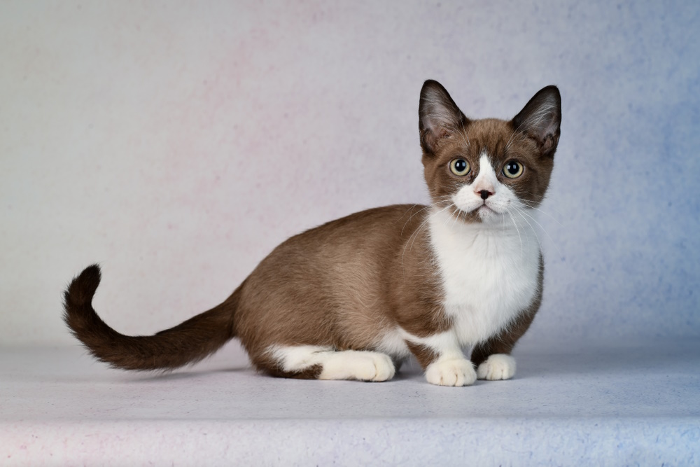 Dwarfism in Cats: Causes & Care Tips (Vet-Verified)