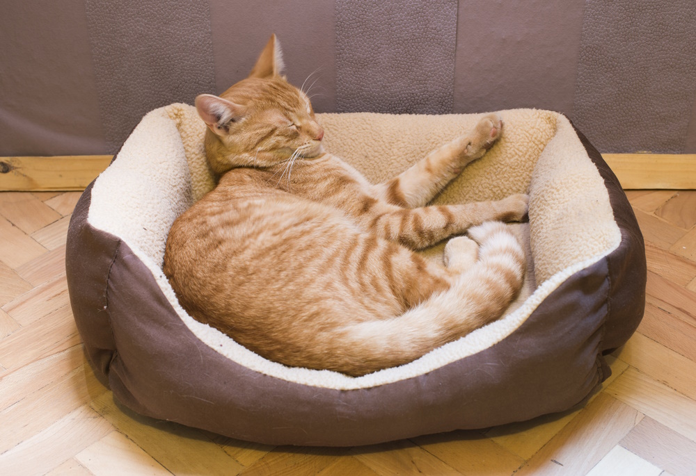 10 Typical Types of Cat Beds (With Pictures)