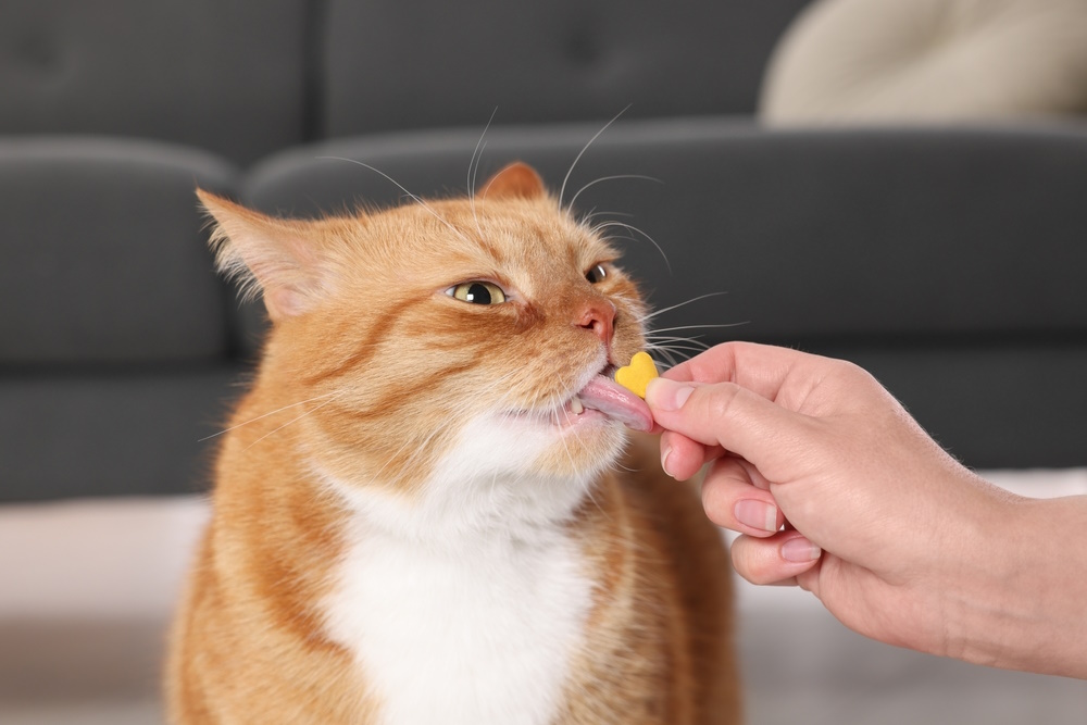 Supplements for Cats: Needs, Uses & Complete Guide (Vet Answer)
