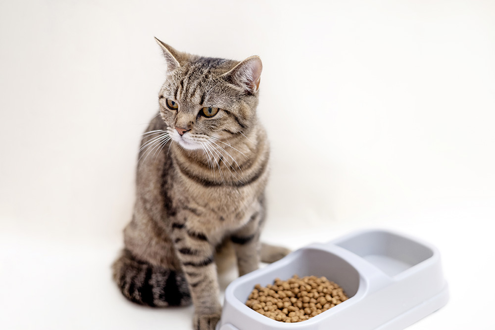 Cat Not Eating But Still Purring? 7 Vet-Reviewed Possible Reasons & Solutions