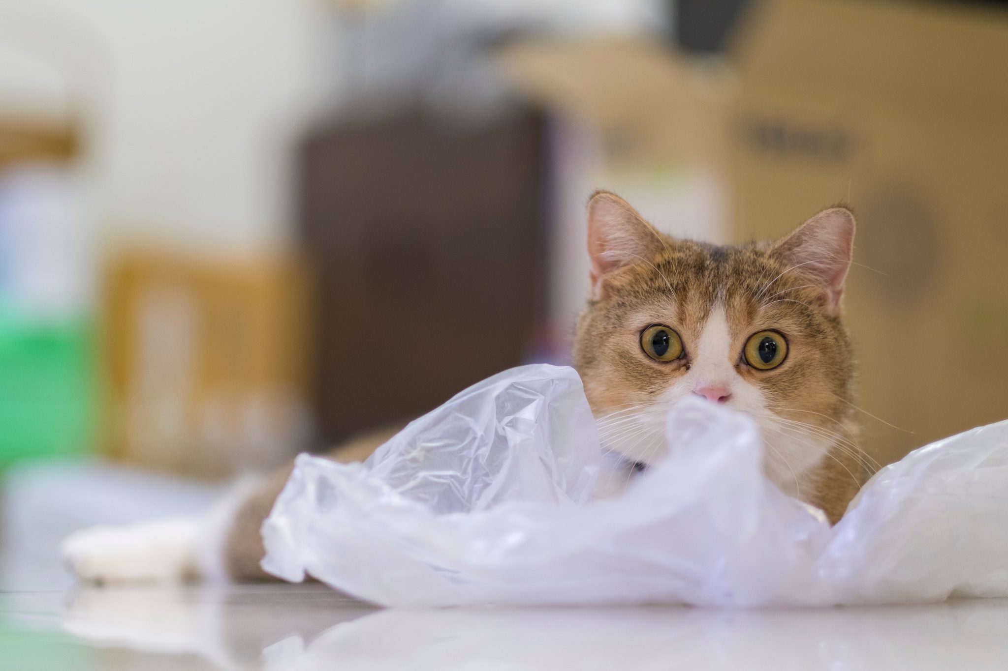 Why Do Cats Like to Sit on Plastic Bags? 5 Interesting Reasons & Vet-Reviewed Safety Tips