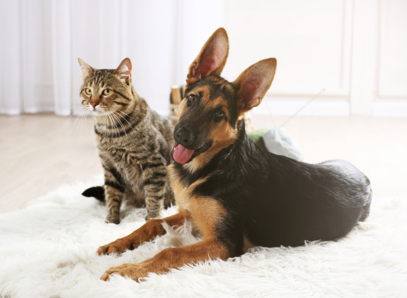 Why Do Cats Hate Dogs? Vet-Reviewed Facts & Tips