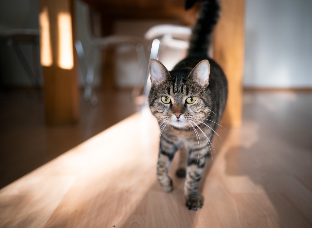 10 Top Indoor Cat Breeds (With Info & Pictures)