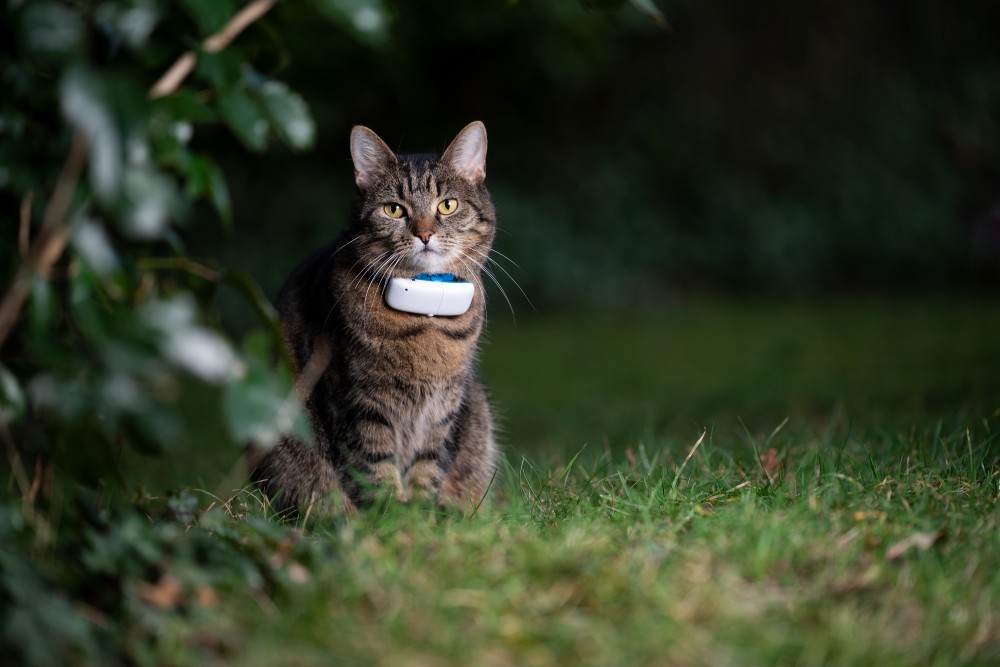 8 Best Cat GPS Trackers & Collars in 2026 – Reviews & Top Picks