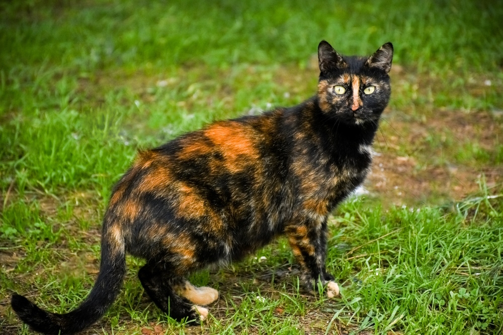 Tortoiseshell Cat Appreciation Day 2026: When & What Is It? (Vet-Verified)
