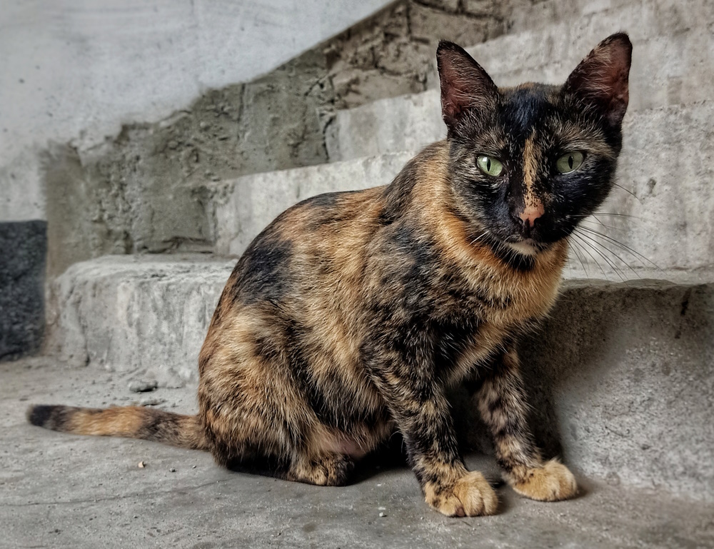 Male Tortoiseshell Cats: Do They Exist & How Rare Are They? Vet-Approved Facts