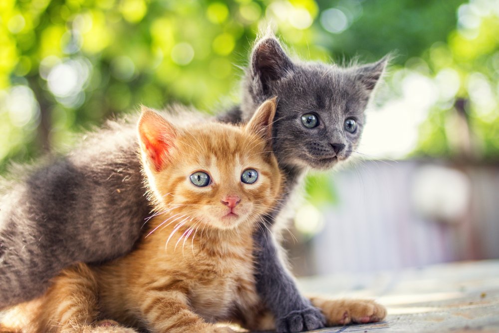 Why Do Kittens Get Worms? How & Treatment Options