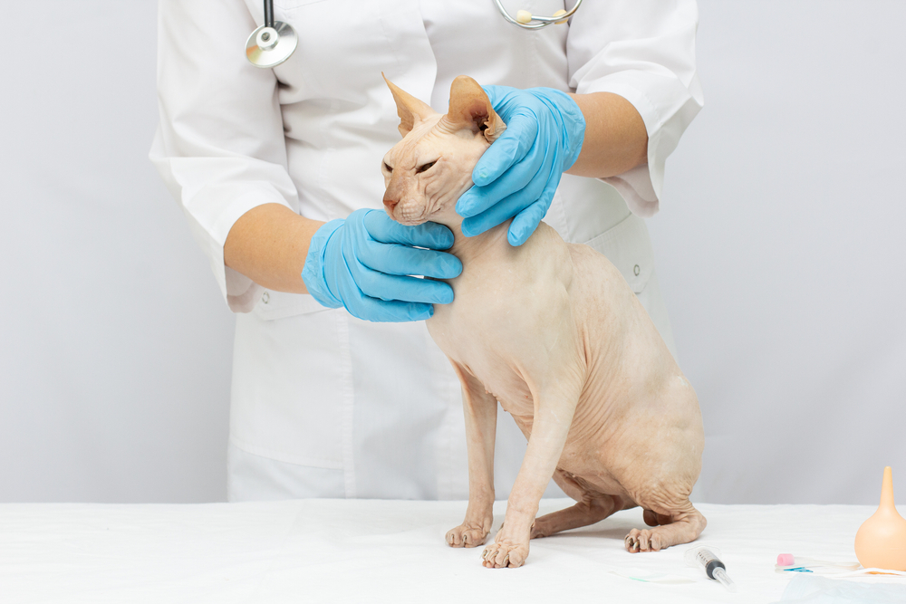 My Cat's Cyst Keeps Filling Up, What's Wrong? (Vet Answer)