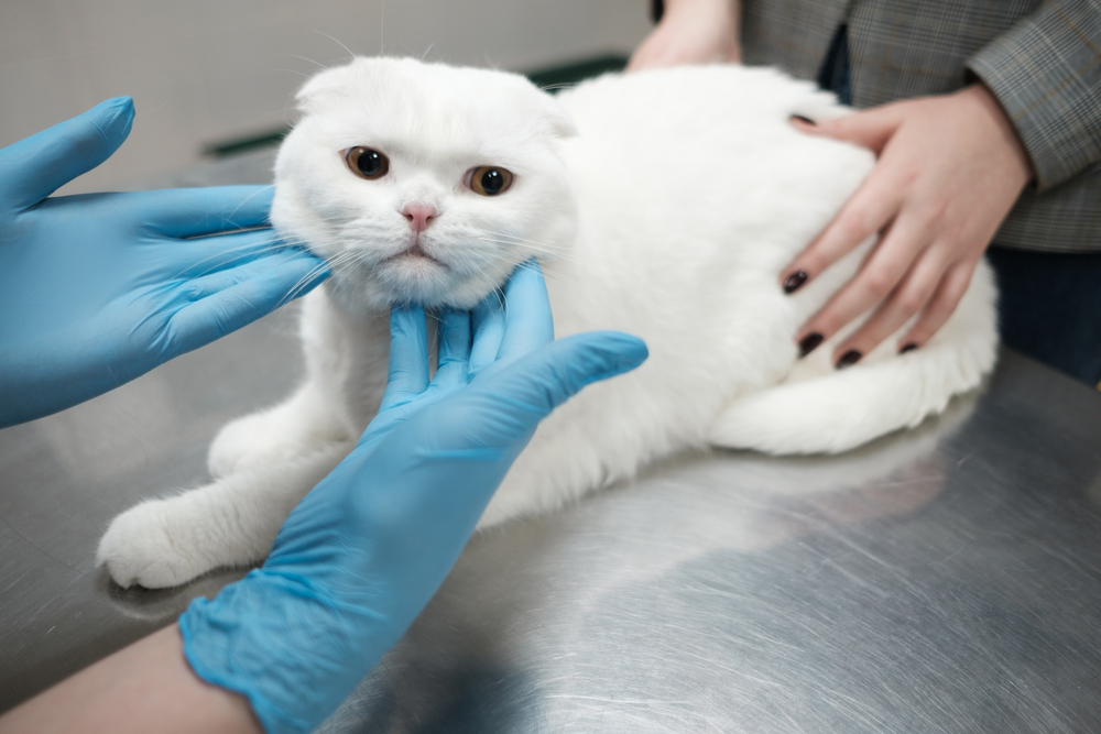 Feline Orofacial Pain Syndrome (FOPS): Signs, Causes & Care (Vet Answer)