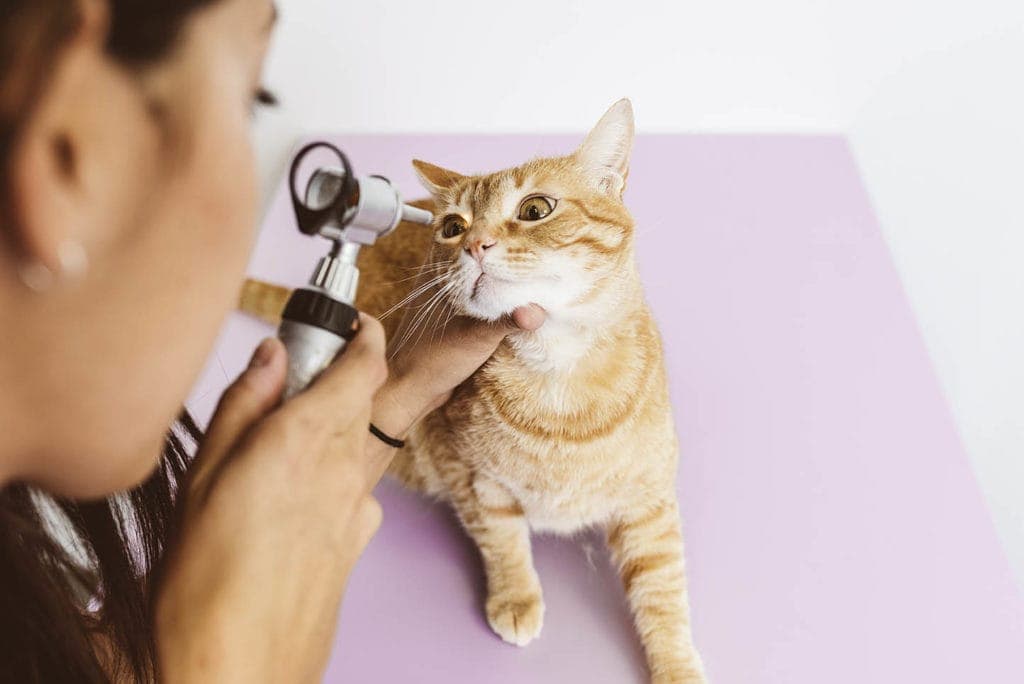 Corneal Ulcer In Cats: Our Vet Explains the Causes, Signs & Treatment Options