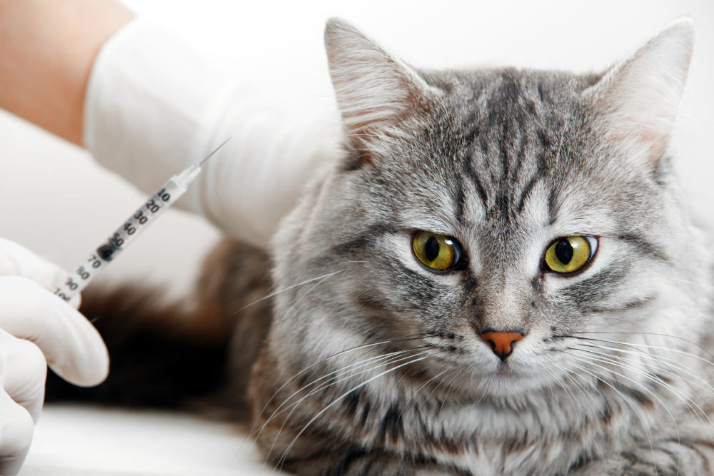 Risks of Steroid Injections for Cats: Challenges and Management