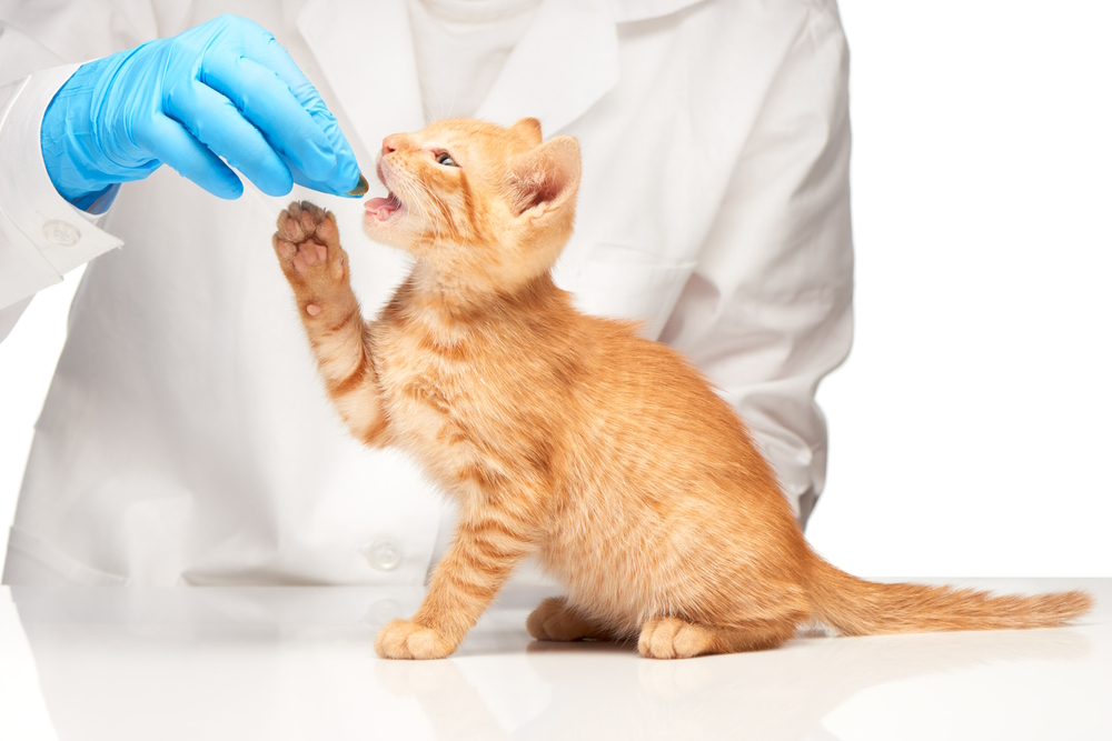 How to Give a Cat a Pill: 5 Easy Steps (Vet Answer)
