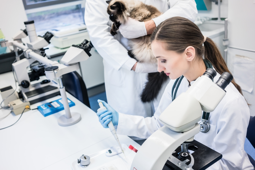 Interview With UC Davis Researchers Lead Study on Potential FIP Cure