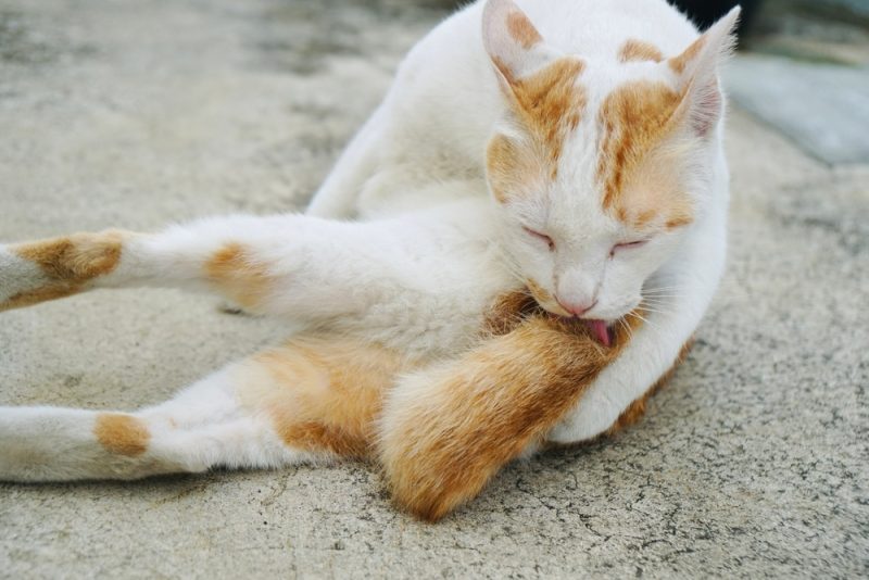 white-and-orange-cat-licking-tail