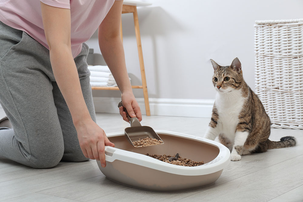 6 Alternative Types of Natural Cat Litter: Vet Approved Options